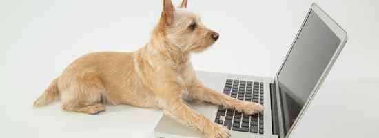 Marketing para veterinarios