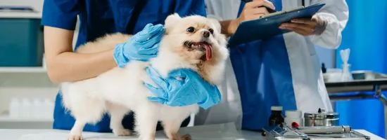 Meta Ads veterinarias